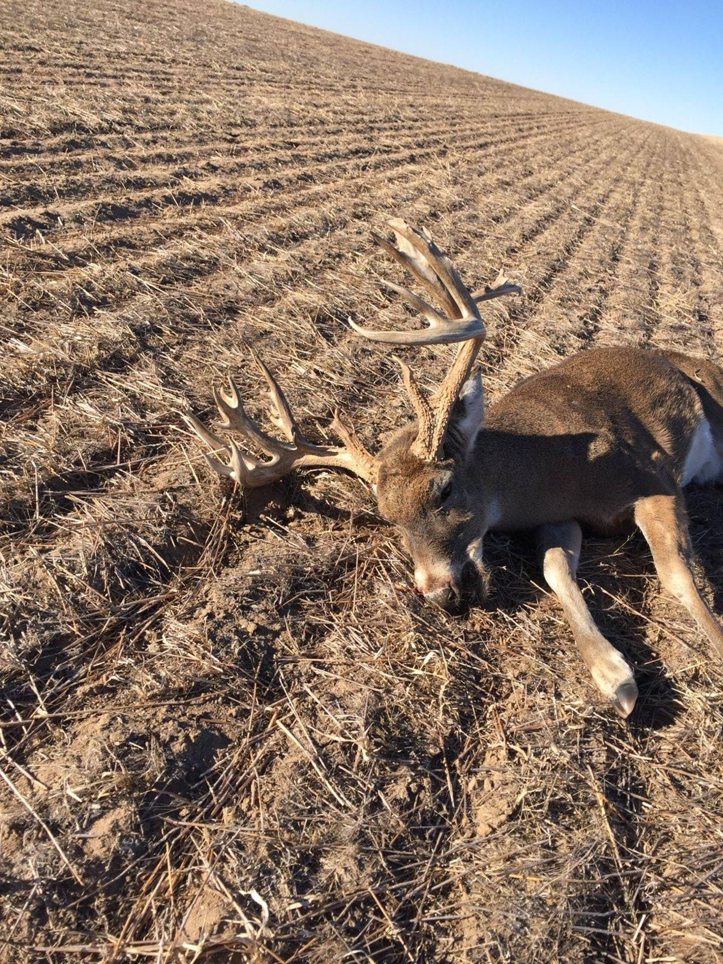 Whitetail buck in an Eastern Colorado ag field